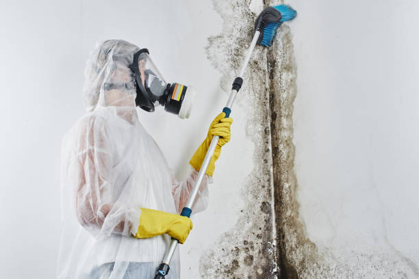 Best Basement Mold Removal  in Albany, WI