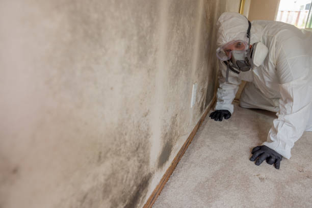 Best Mold Odor Removal Services  in Albany, WI